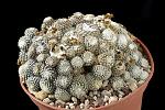 Copiapoa Lauii D. 12 € 68.00